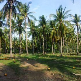 Gili meno